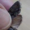 Lithophane atara - Hodges#9924 - photo 3