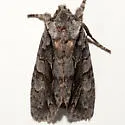 Lithophane atara - Hodges#9924 - photo 5