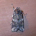 Bailey's Pinion - Hodges#9902 - photo 2