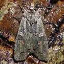 Bailey's Pinion - Hodges#9902 - photo 3