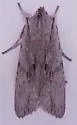 Lithophane boogeri - Hodges#9898.1 - photo 2