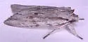 Lithophane boogeri - Hodges#9898.1 - photo 3