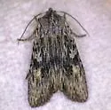 Lithophane contenta - Hodges#9901