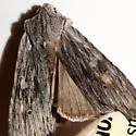 Lithophane contenta - Hodges#9901 - photo 3