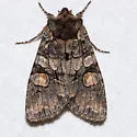 Lithophane dilatocula - Hodges#9923