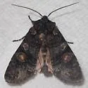 Lithophane dilatocula - Hodges#9923 - photo 2