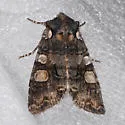 Lithophane dilatocula - Hodges#9923 - photo 3