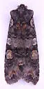 Lithophane dilatocula - Hodges#9923 - photo 4