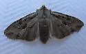 Dashed Gray Pinion - Hodges#9892