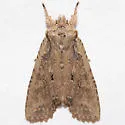 Dashed Gray Pinion - Hodges#9892 - photo 3