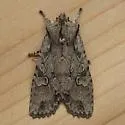 Dashed Gray Pinion - Hodges#9892 - photo 4