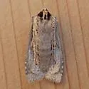 Dashed Gray Pinion - Hodges#9892 - photo 5