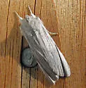 Hoary Pinion - Hodges#9917