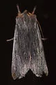 Hoary Pinion - Hodges#9917 - photo 3