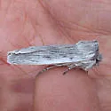 Hoary Pinion - Hodges#9917 - photo 4
