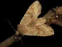 Lithophane franclemonti - Hodges#9888.1 - Lithophane franclemonti
