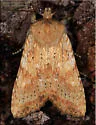 Lithophane franclemonti - Hodges#9888.1 - photo 2