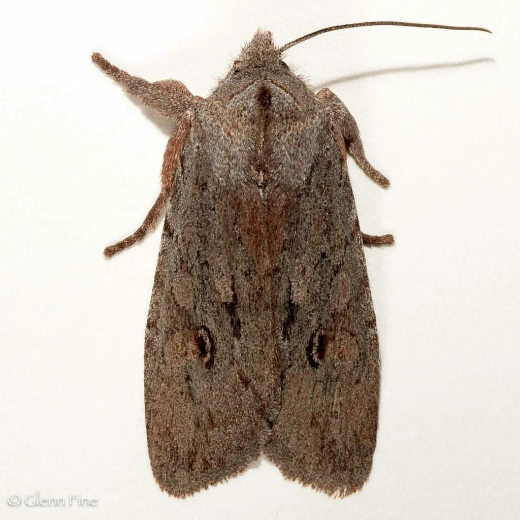 Lithophane gausapata - Hodges#9896 - photo 2
