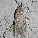 George's Pinion Moth - Hodges#9913 - Lithophane georgii
