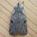 George's Pinion Moth - Hodges#9913 - photo 2
