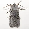 George's Pinion Moth - Hodges#9913 - photo 3