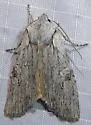 George's Pinion Moth - Hodges#9913 - photo 4