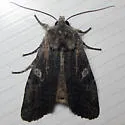 Grote's Pinion - Hodges#9915 - photo 2