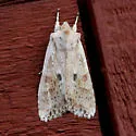 Nameless Pinion - Hodges#9888 - Lithophane innominata