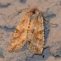 Nameless Pinion - Hodges#9888 - photo 4