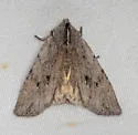 Lithophane itata - Hodges#9920 - photo 2