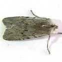 Lithophane itata - Hodges#9920 - photo 3