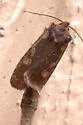 Lithophane joannis - Hodges#9893.2 - Lithophane joannis