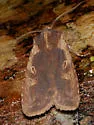 Lithophane joannis - Hodges#9893.2 - photo 3