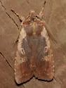 Lithophane joannis - Hodges#9893.2 - photo 4