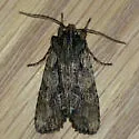 Lithophane lanei - Hodges#9893.1 - photo 4