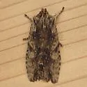 Lithophane lanei - Hodges#9893.1 - photo 5