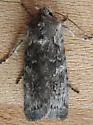 Broad Ashen Pinion Moth - Hodges#9914 - Lithophane laticinerea