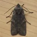 Broad Ashen Pinion Moth - Hodges#9914 - photo 3