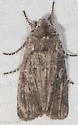 Broad Ashen Pinion Moth - Hodges#9914 - photo 5
