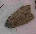 Lemmer's Pinion - Hodges#9899 - photo 3