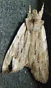 Lemmer's Pinion - Hodges#9899 - photo 4