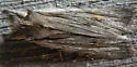 Lemmer's Pinion - Hodges#9899 - photo 5