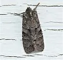 Lithophane lepida - Hodges#9925