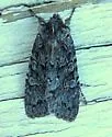 Lithophane lepida - Hodges#9925 - photo 2