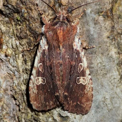 Immigrant Pinion - Hodges#9894 - Lithophane oriunda