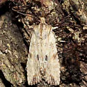 Dimorphic Pinion - Hodges#9886 - photo 2