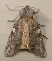 Lithophane pertorrida - Hodges#9912 - Lithophane pertorrida