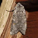 Lithophane pertorrida - Hodges#9912 - photo 4