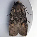 Plush-naped Pinion - Hodges#9922 - Lithophane pexata