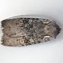 Plush-naped Pinion - Hodges#9922 - photo 2
